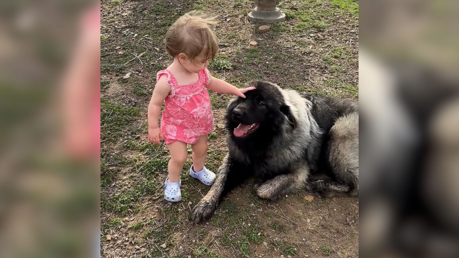 VIDEO: Toddler gives big hugs to her large mountain dog