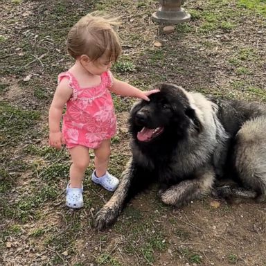 VIDEO: Toddler gives big hugs to her large mountain dog