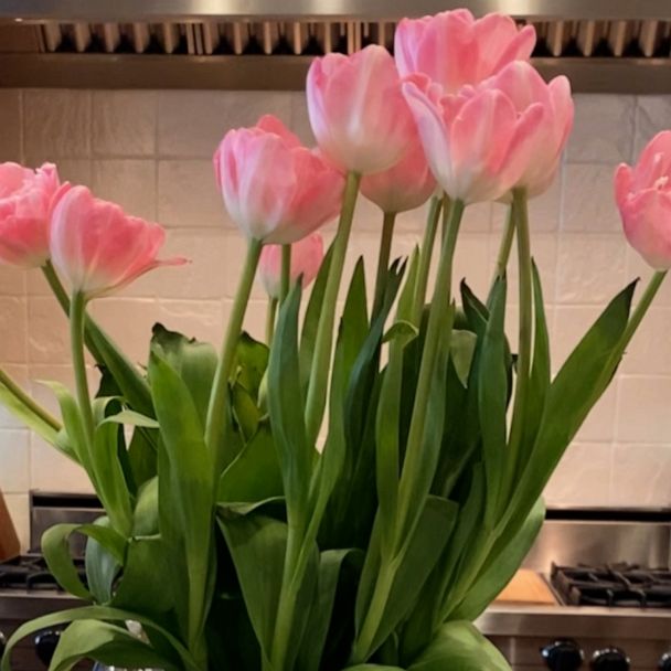 Inside an Academic Mind — Hello my lil tulips! I've received a lot of