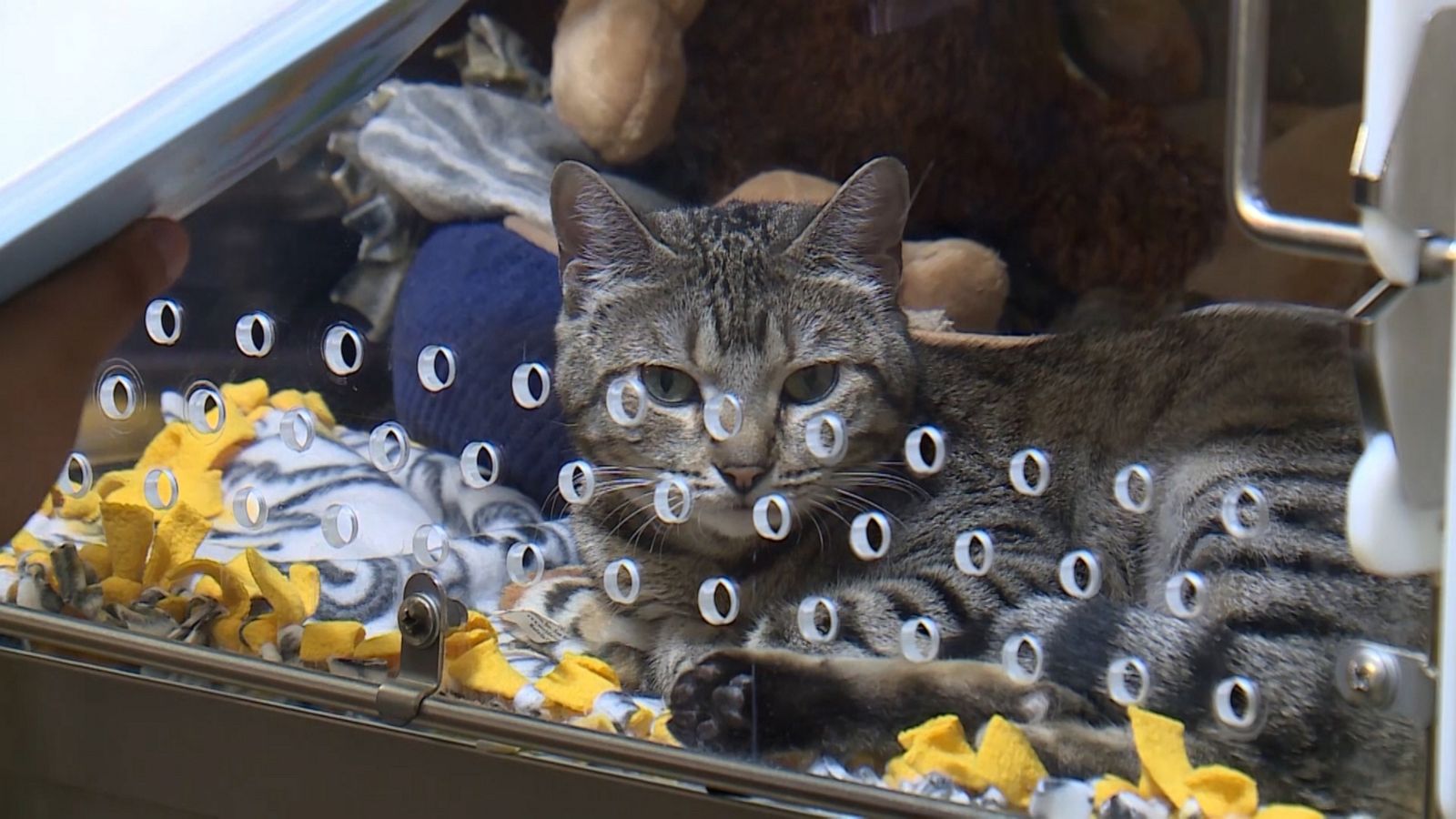 VIDEO: Animal rescue hosts reading program where students read to cats