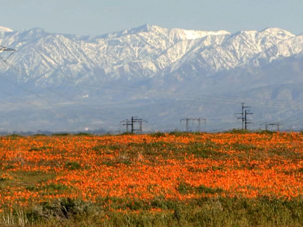 California experiencing 'super bloom' after intense rainfall | GMA