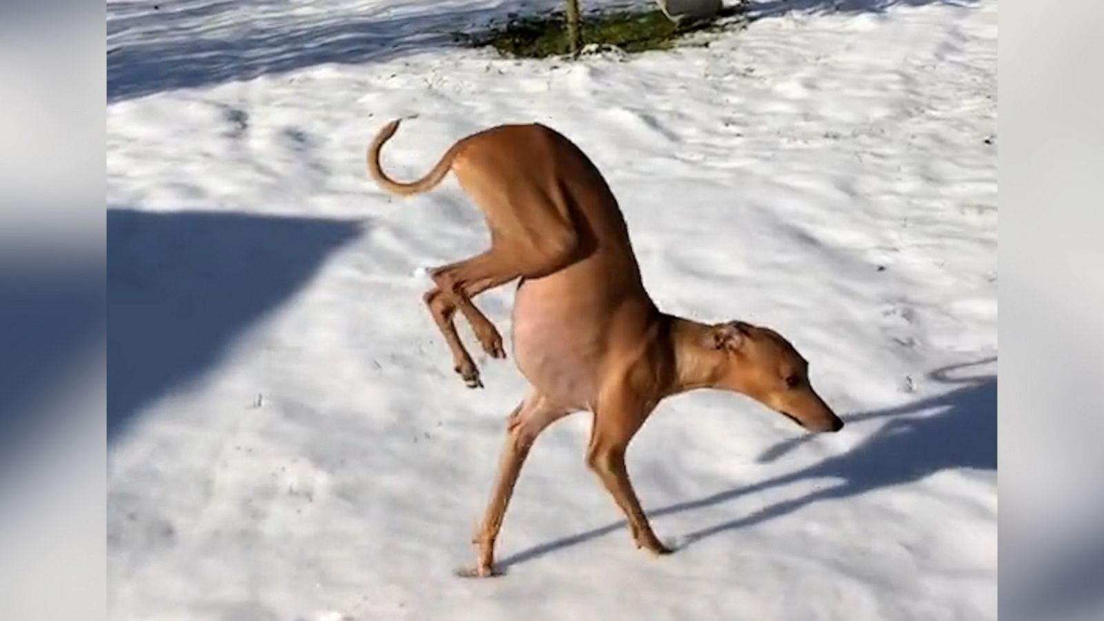 VIDEO: Dog walks on front legs to avoid touching the snow