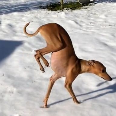 VIDEO: Dog walks on front legs to avoid touching the snow