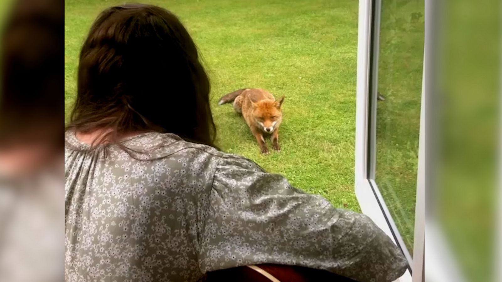 VIDEO: Fox listens to woman playing lullaby on her guitar