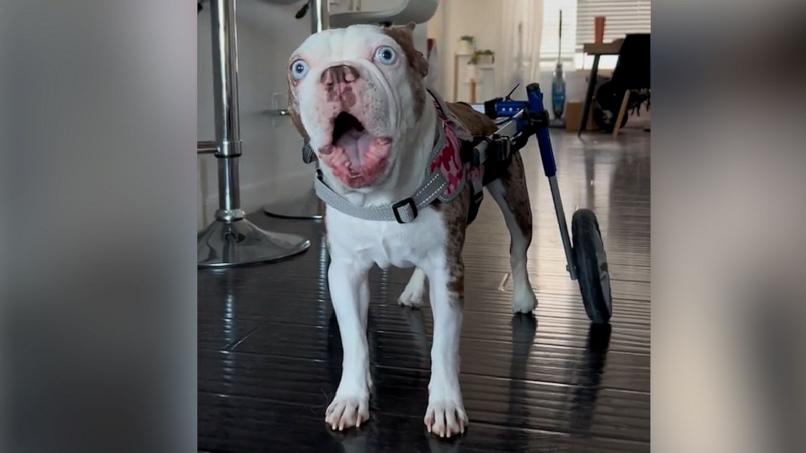 VIDEO: Deaf bulldog uses adorable silent ‘gobble’ to ask for wheelchair