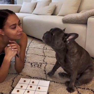 VIDEO: This French bulldog is 'pawfect' at tic-tac-toe