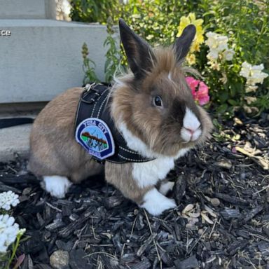 VIDEO: Play of the day: Meet Yuba City Police Department's 'Wellness Officer Percy'