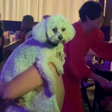 VIDEO: Dog dances with bride on her special day