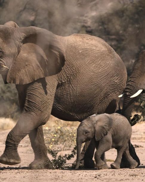 Preview of National Geographic's 'The Secret World of Elephants