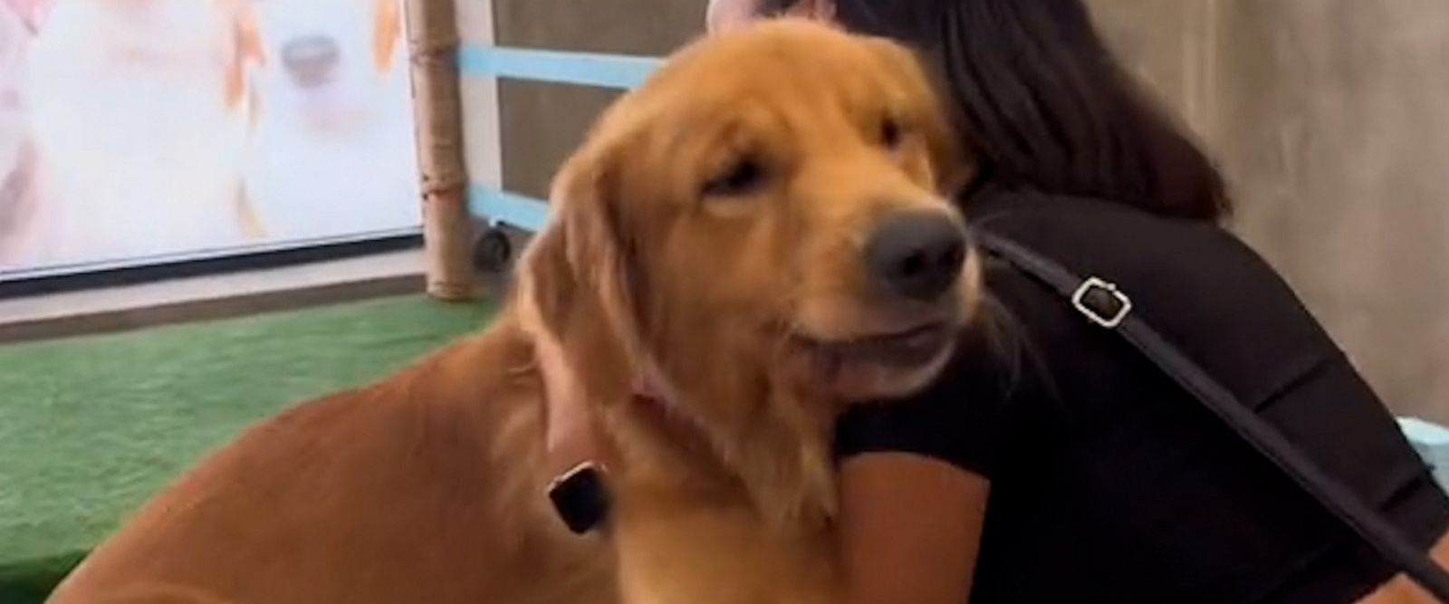 VIDEO: Golden retriever does not want to leave playground