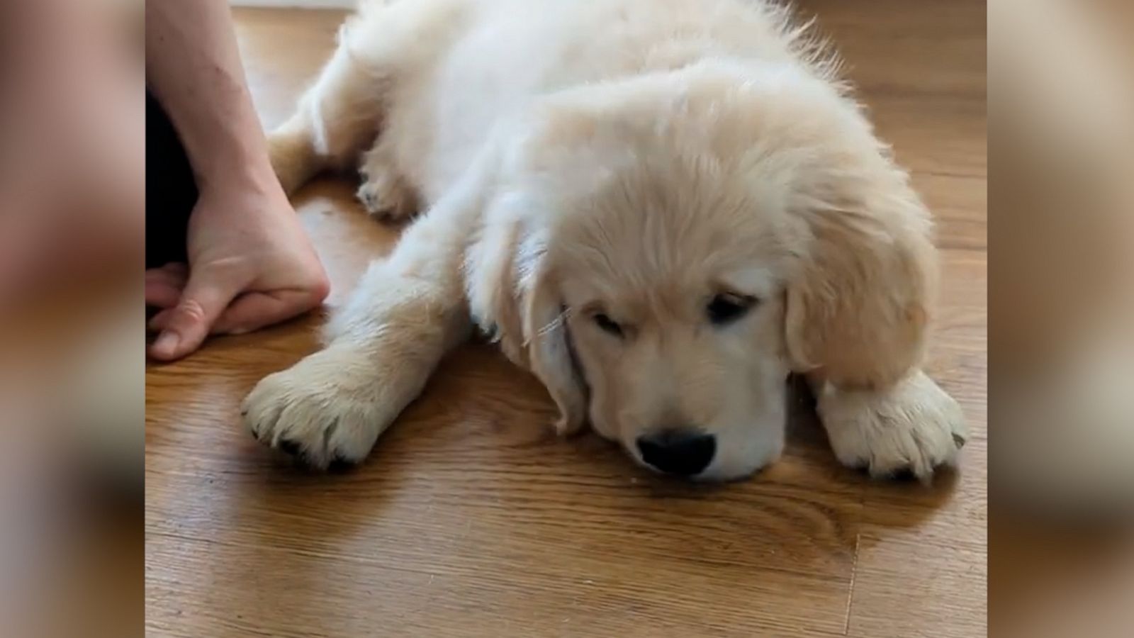 VIDEO: Puppy has 'ruff' time when treats disappear