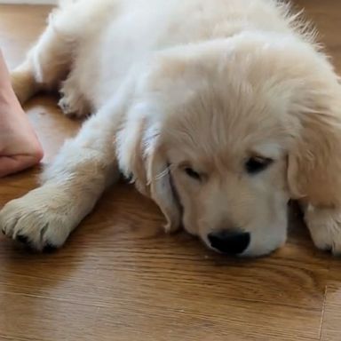 VIDEO: Puppy has 'ruff' time when treats disappear