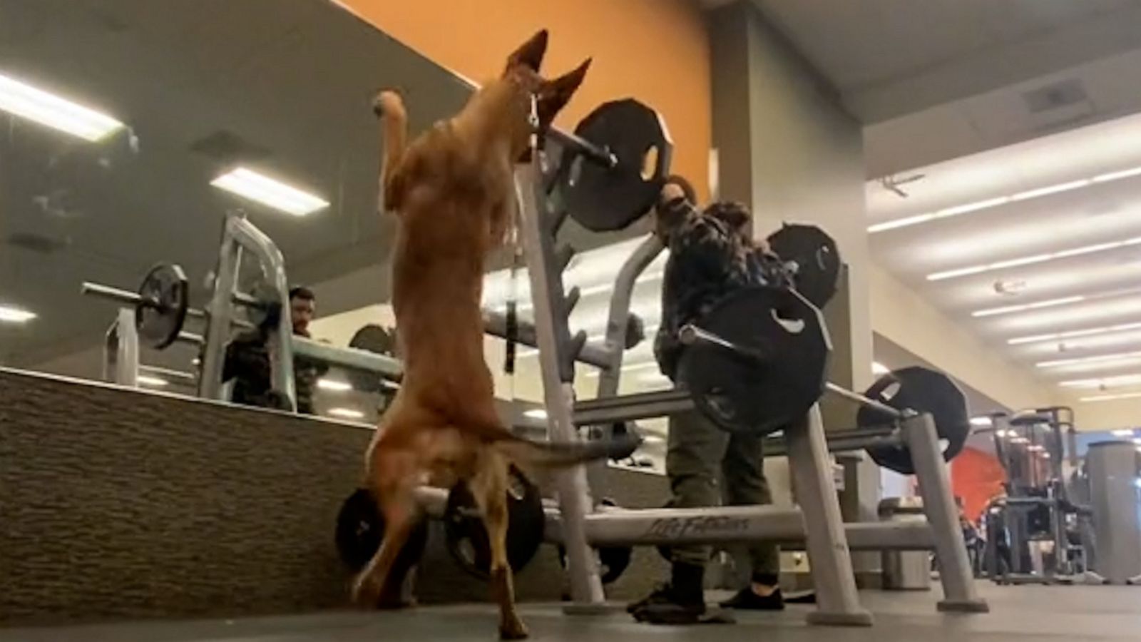 VIDEO: Watch this dog do squats with her owner at the gym