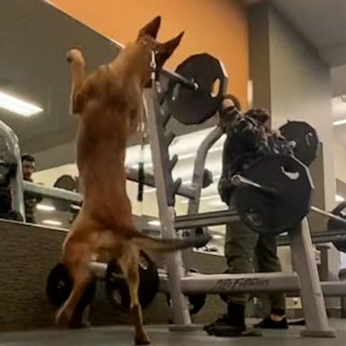 VIDEO: Watch this dog do squats with her owner at the gym 