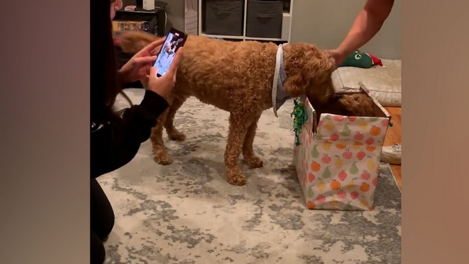 VIDEO: Watch this goldendoodle become best friends with his furry new brother