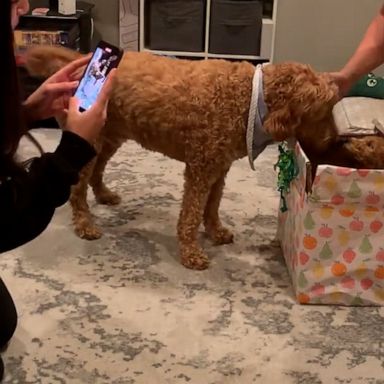 VIDEO: Watch this goldendoodle become best friends with his furry new brother