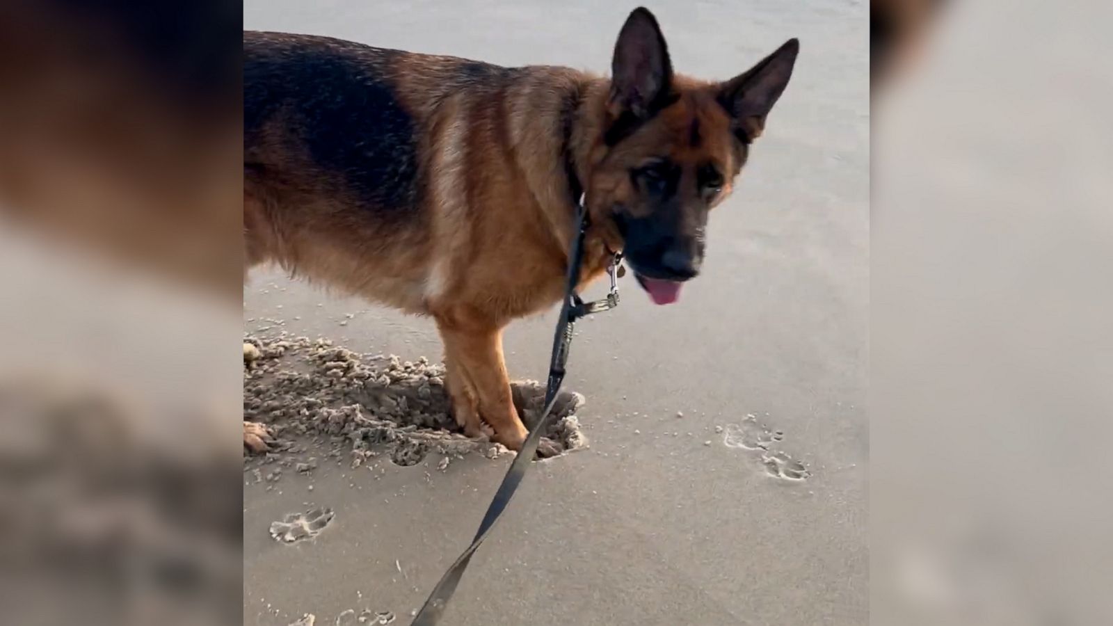 VIDEO: This German Shepherd wants no part of his owner's sand art