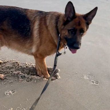 VIDEO: This German Shepherd wants no part of his owner's sand art