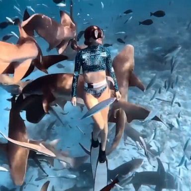 VIDEO: Woman shares peaceful dive with sharks and fish