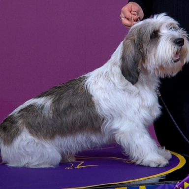 VIDEO: Buddy Holly wins best in show at 2023 Westminster Kennel Club dog show