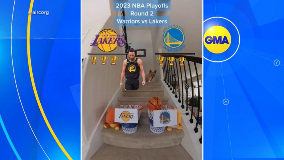 NBA 2023: Viral TikTok dog's wild NBA prediction, Lakers Vs Warriors