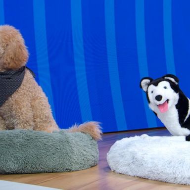 VIDEO: Shop top essentials for dogs, cats and more