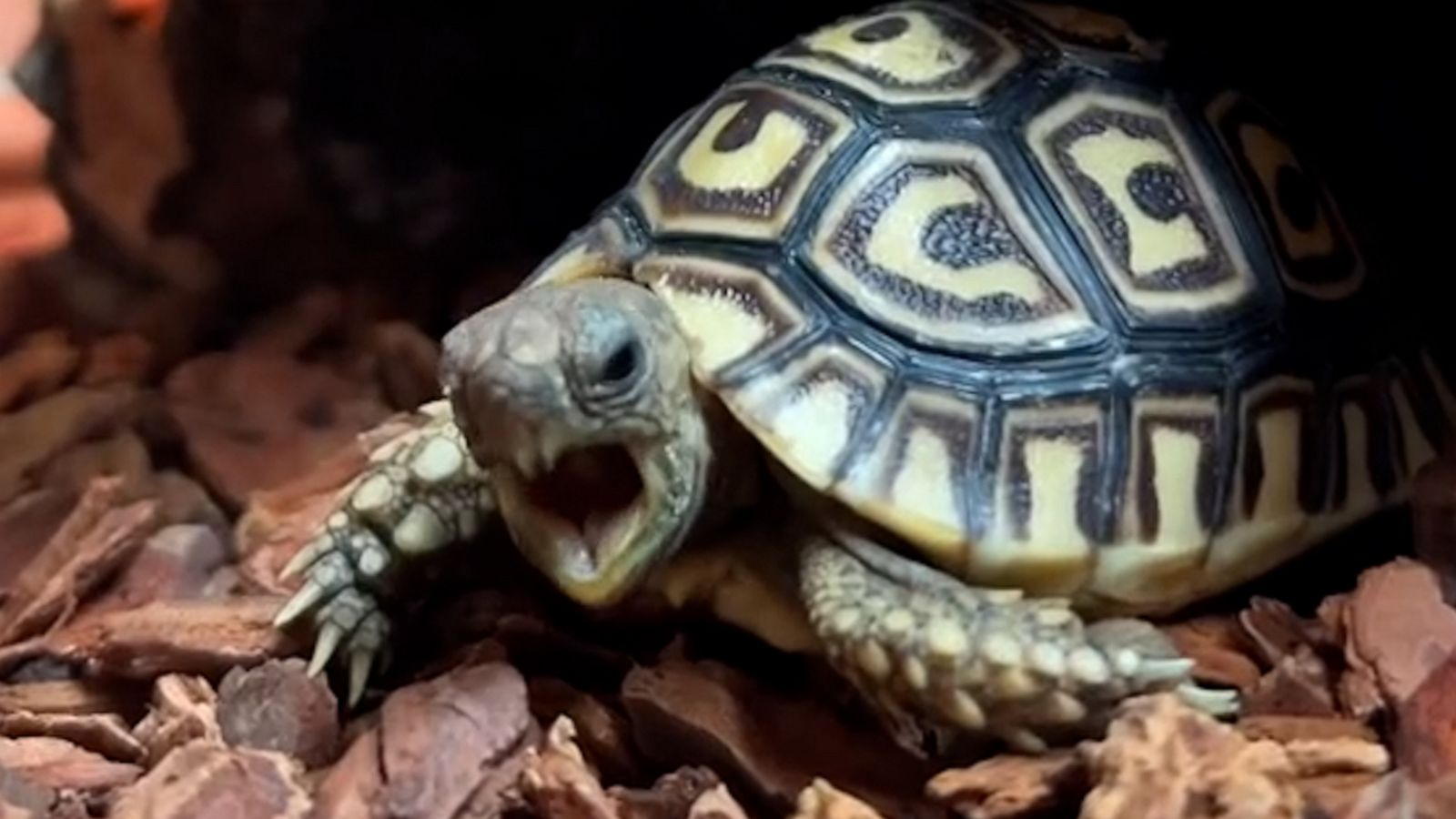 VIDEO: This adorable baby tortoise is stealing hearts on social media