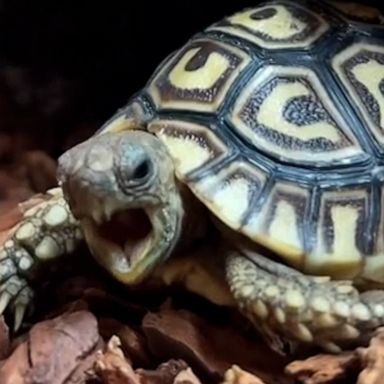 VIDEO: This adorable baby tortoise is stealing hearts on social media