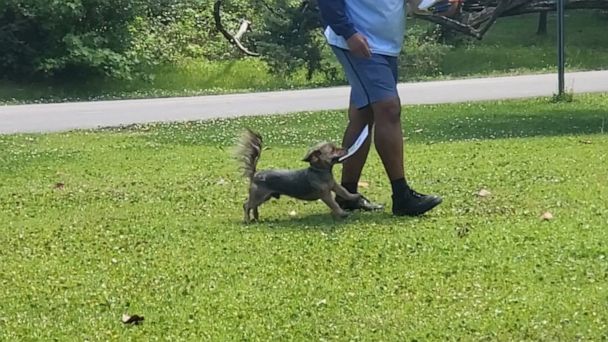 Video Adorable little dog helps deliver mail