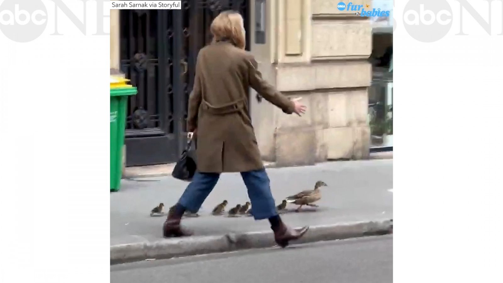 VIDEO: Woman helps family of ducks walk down the street