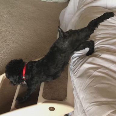 VIDEO: Dog performs morning ‘yoga’