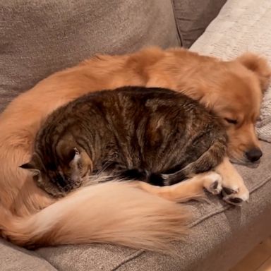 VIDEO: This cat and dog grew up together and are besties