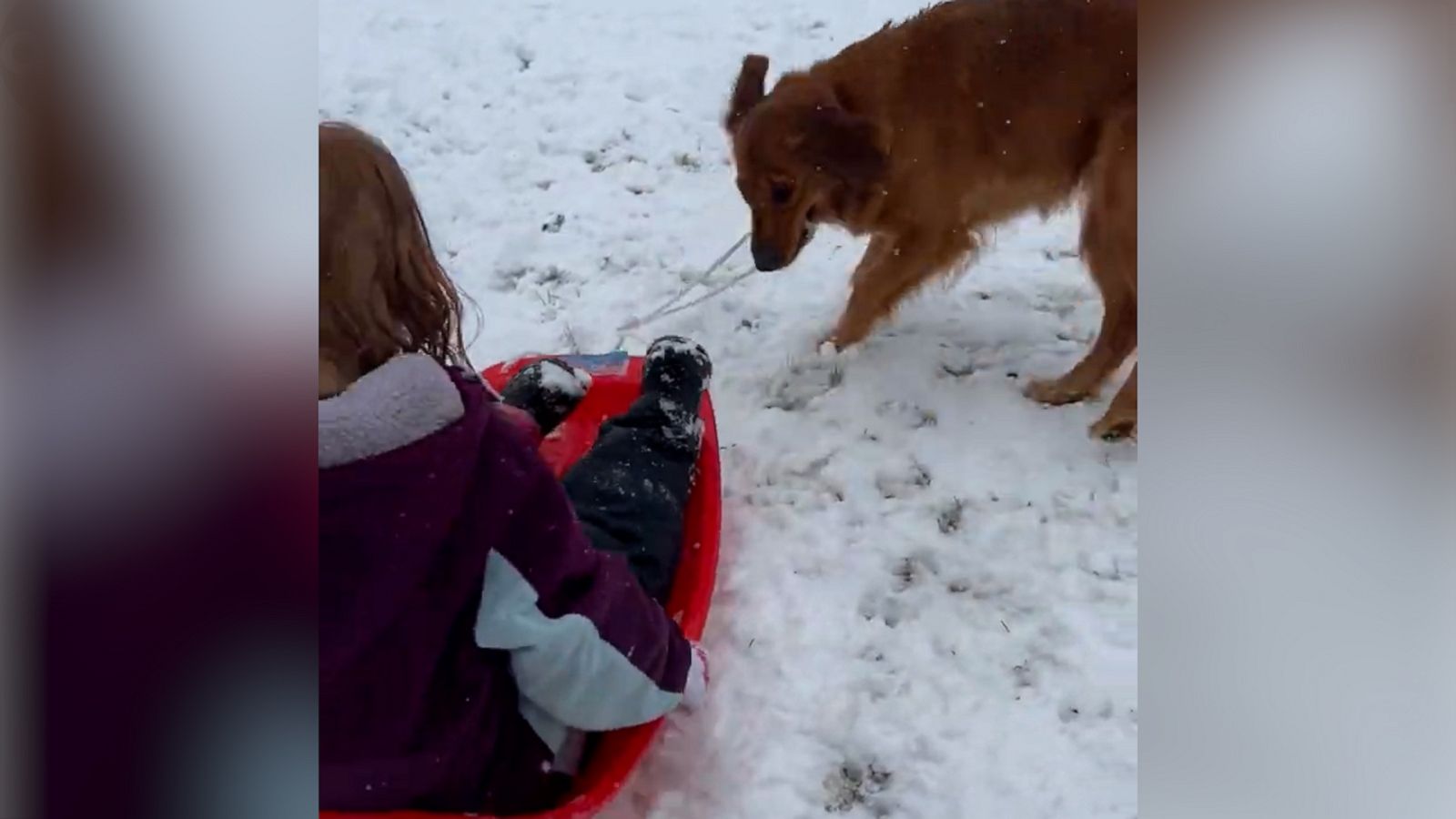 VIDEO: Golden Retriever happily pulls kids on sled during snow day