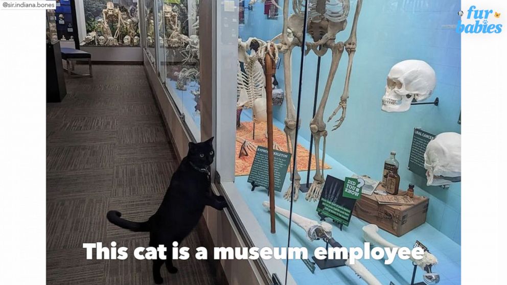 Meet Indiana Bones the museum cat