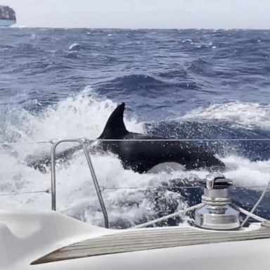 VIDEO: 3 boats sunk after apparent coordinated orca attacks