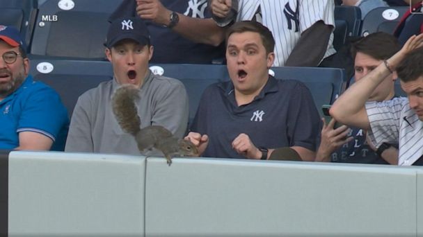 Video Squirrel surprises fans at Yankees game