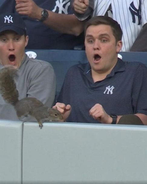 Video Squirrel surprises fans at Yankees game - ABC News