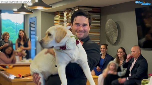 Groom and dog boogie to ABBA's 'Dancing Queen' at Philadelphia wedding