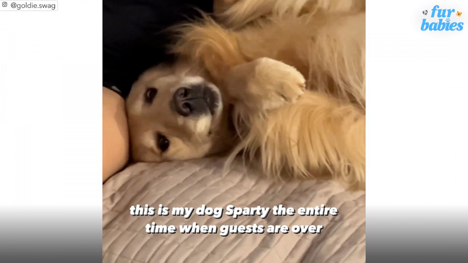 VIDEO: Sparty the dog wants all the pets when guests are over