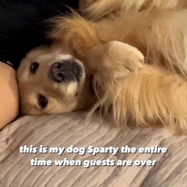 VIDEO: Sparty the dog wants all the pets when guests are over