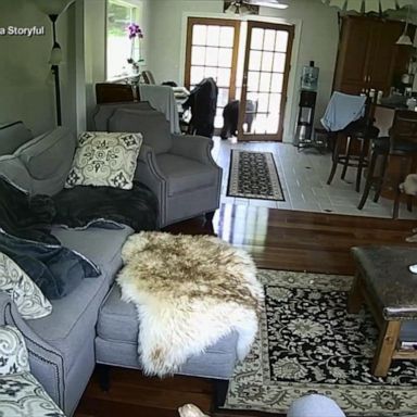 VIDEO: Dog confronts bear entering family kitchen