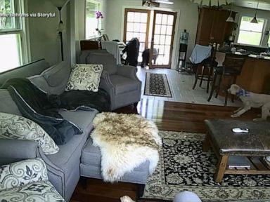 WATCH:  Dog confronts bear entering family kitchen