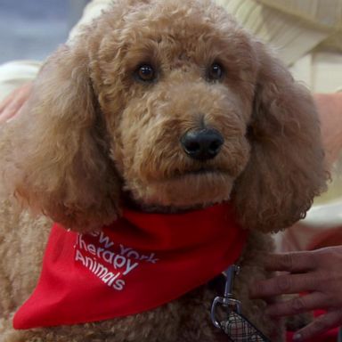 VIDEO: NYC program pairs students and therapy dogs to encourage reading