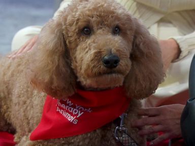 WATCH:  NYC program pairs students and therapy dogs to encourage reading