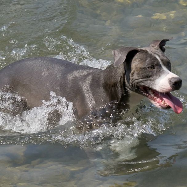 Vet gives tips on how to care for your pets as the weather warms