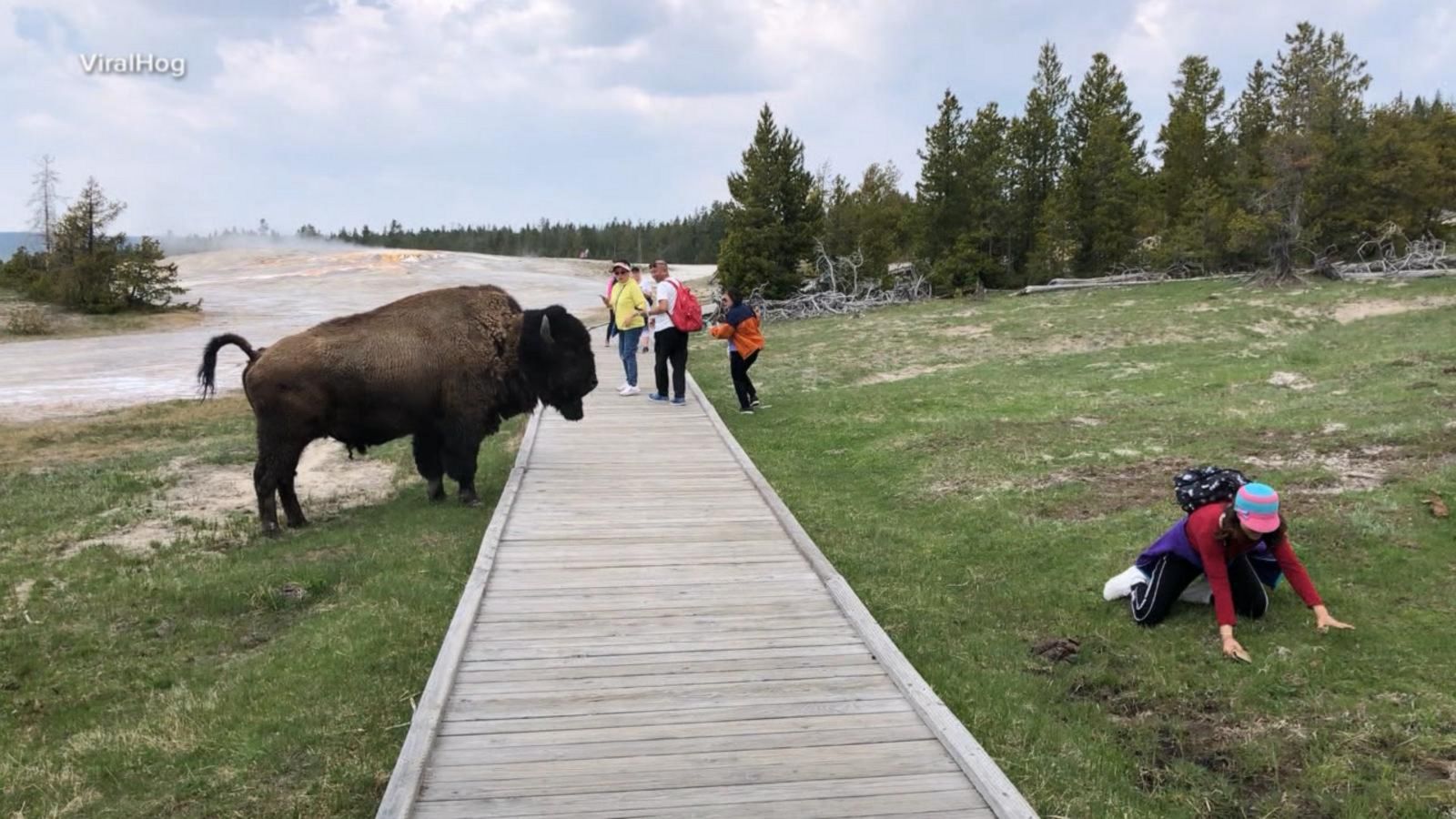 tourist yellowstone bison