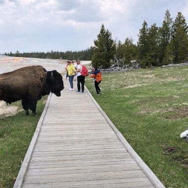 VIDEO: Tourist’s near-miss with Yellowstone bison caught on camera