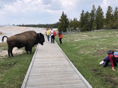 WATCH:  Tourist’s near-miss with Yellowstone bison caught on camera