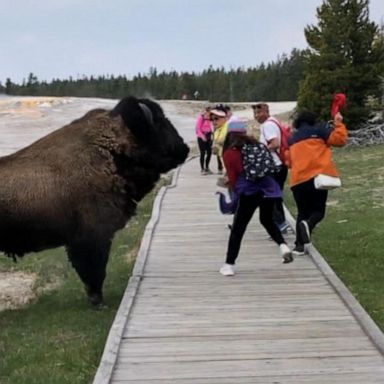 VIDEO: New warnings for tourists about wildlife at Yellowstone National Park