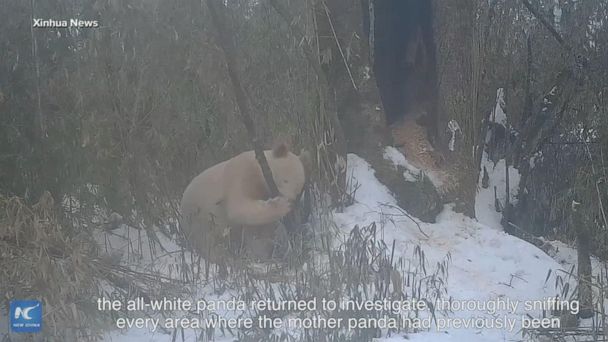 Video Rare white panda captured on video